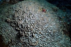 Raja Ampat 2016 - Corail - IMG_4426_rc